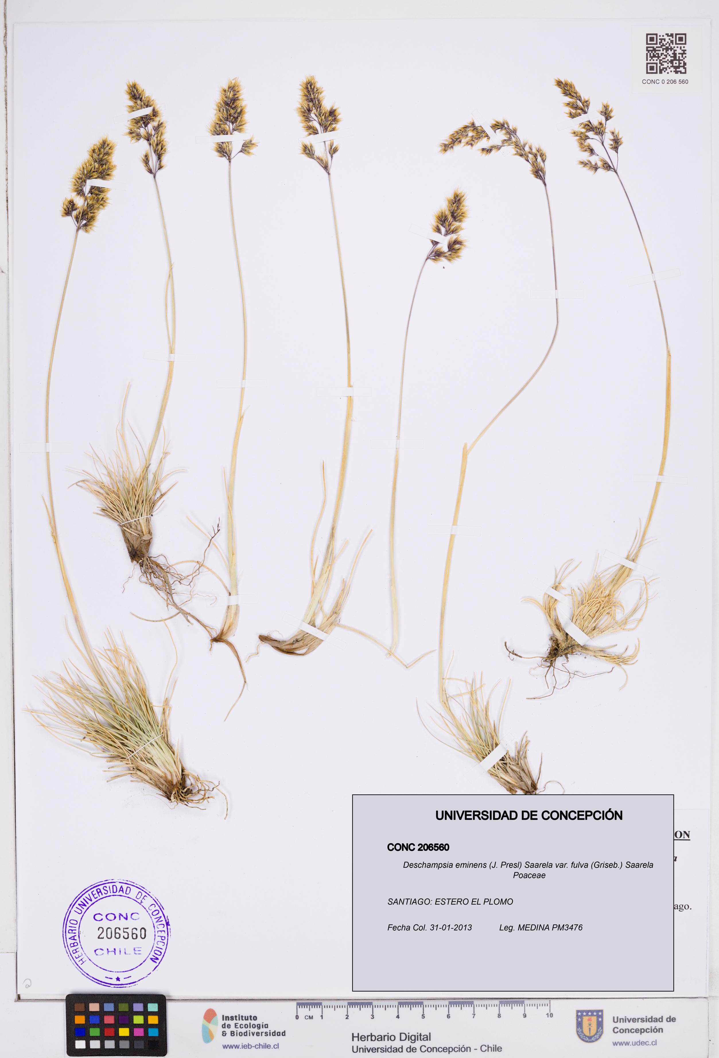 Deschampsia eminens var. fulva [Espécimen: ]