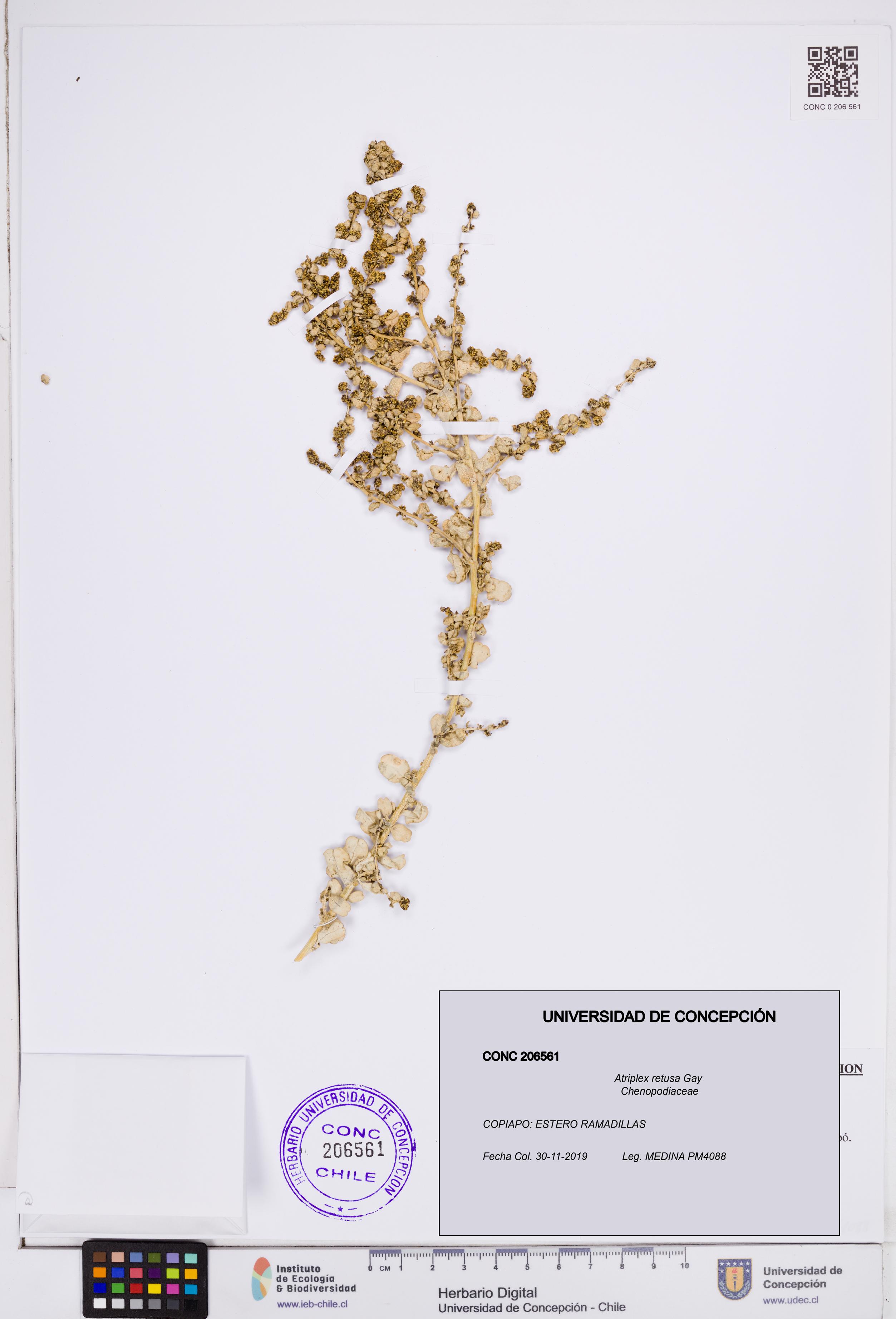 Atriplex retusa [Espécimen: ]