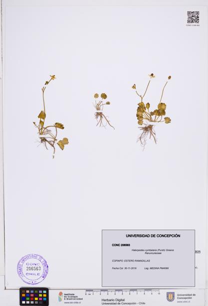 Halerpestes cymbalaria [Espécimen: ]