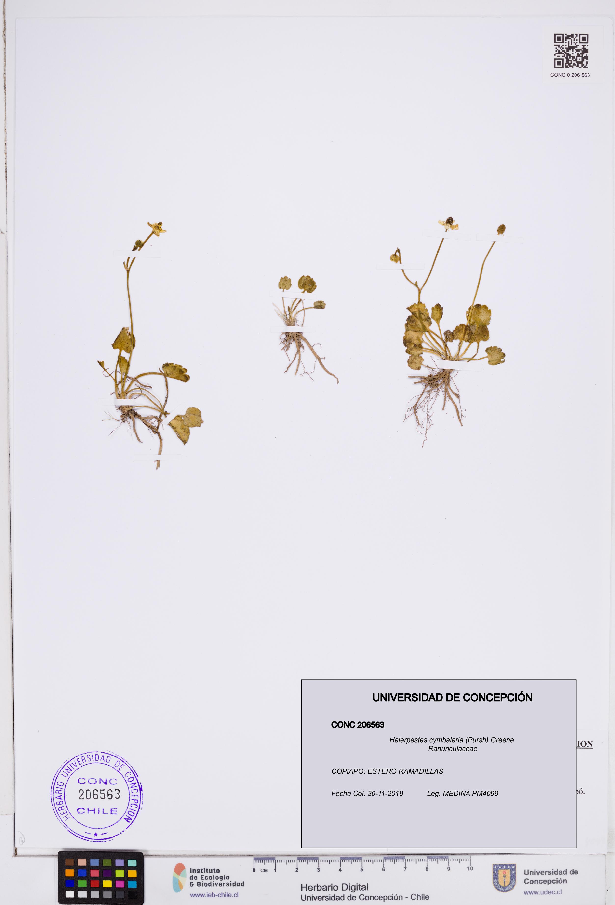 Halerpestes cymbalaria [Espécimen: ]