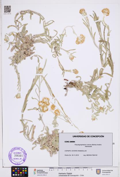 Pseudognaphalium viravira [Espécimen: ]