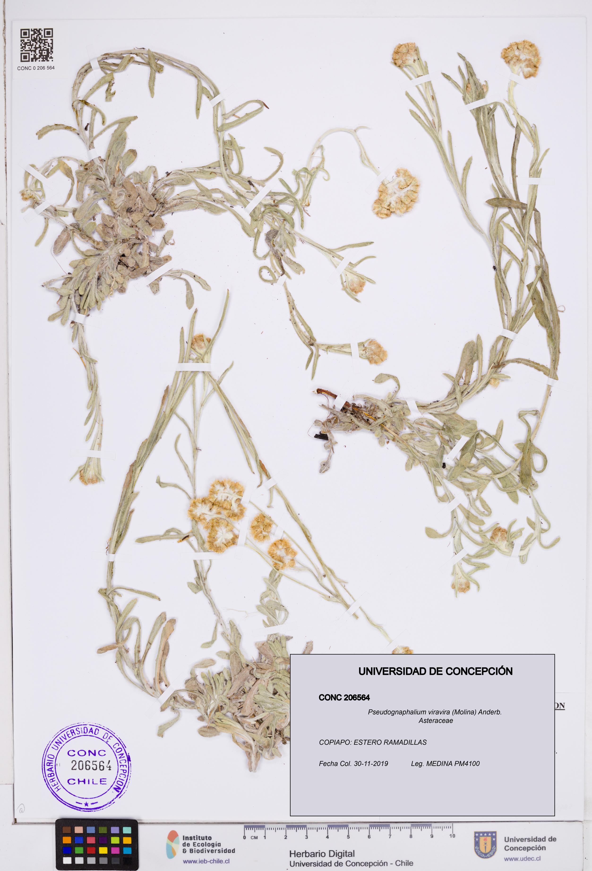 Pseudognaphalium viravira [Espécimen: ]