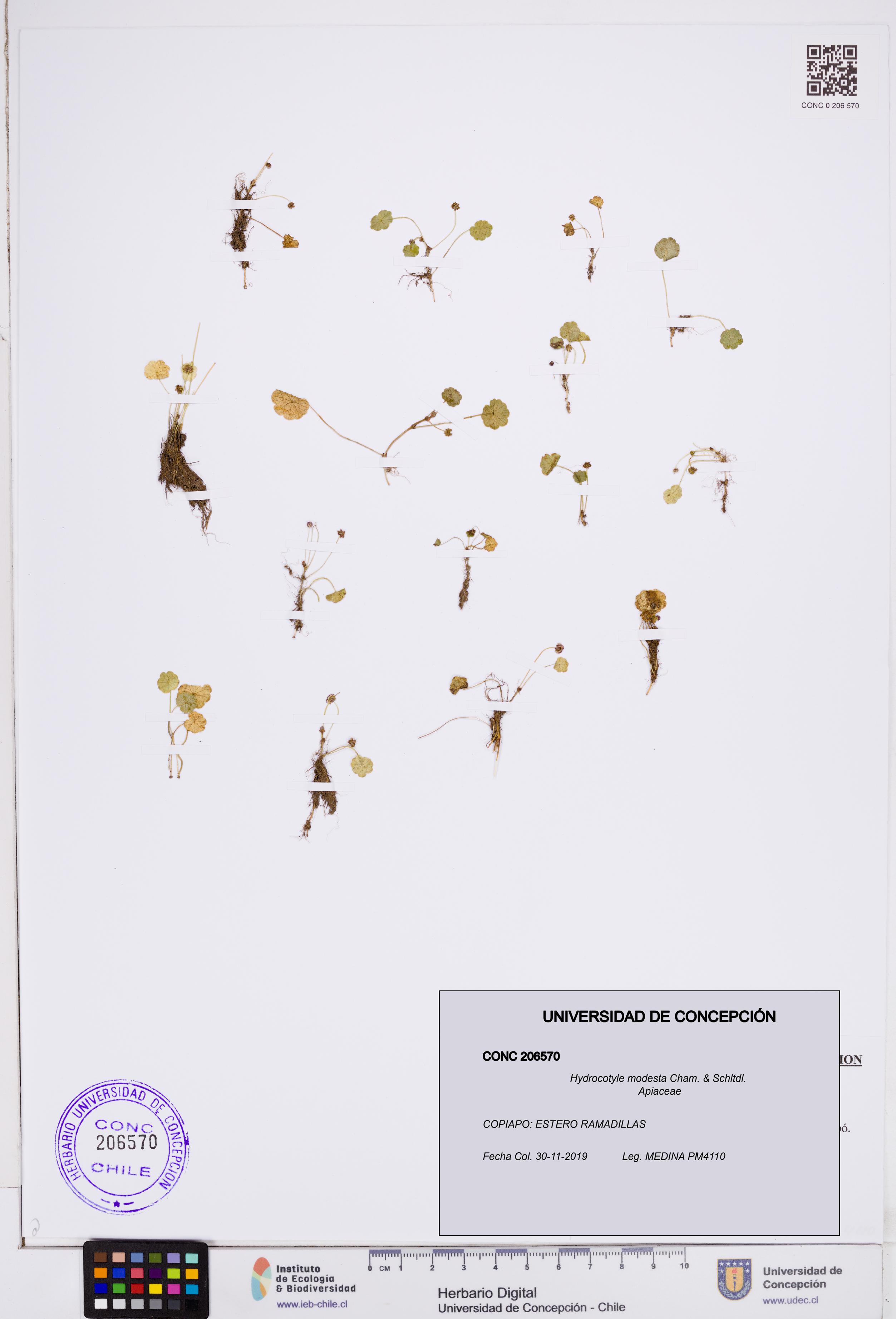 Hydrocotyle modesta [Espécimen: ]