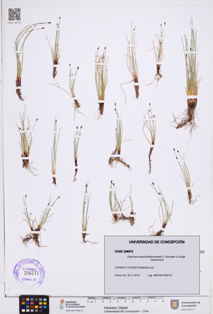 Eleocharis pseudoalbibracteata [Espécimen: ]