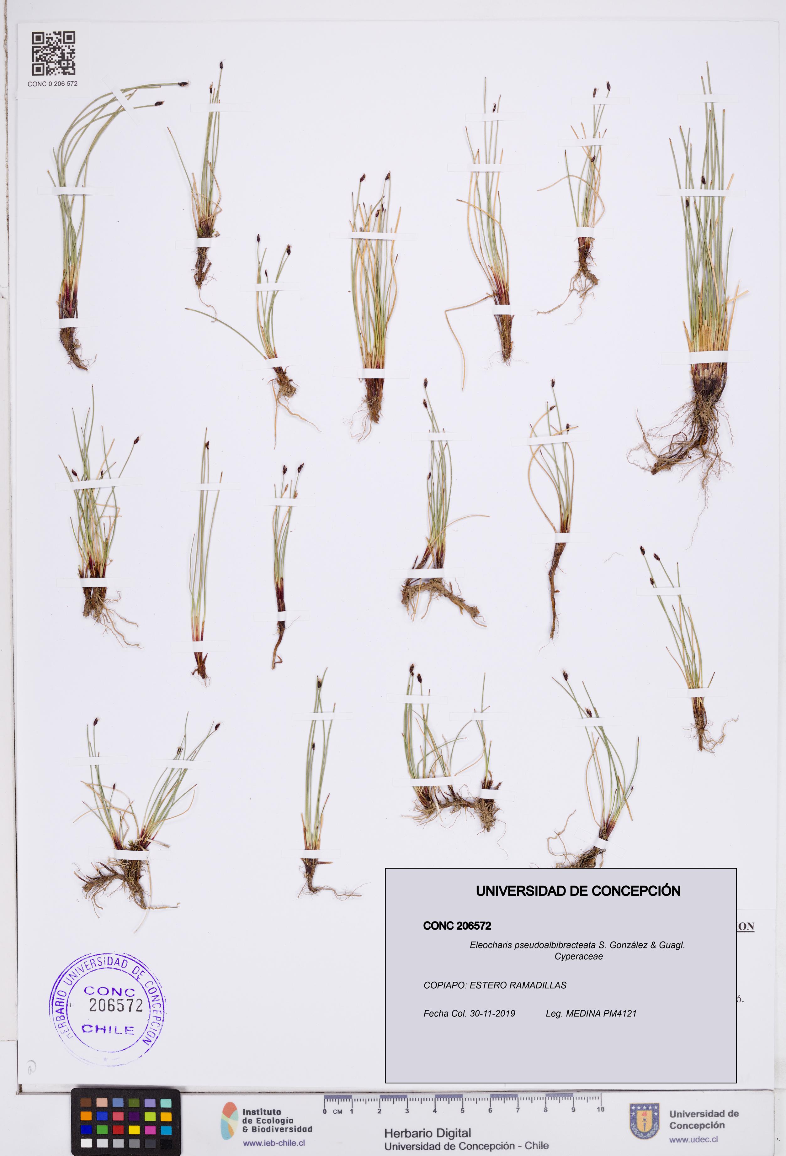 Eleocharis pseudoalbibracteata [Espécimen: ]