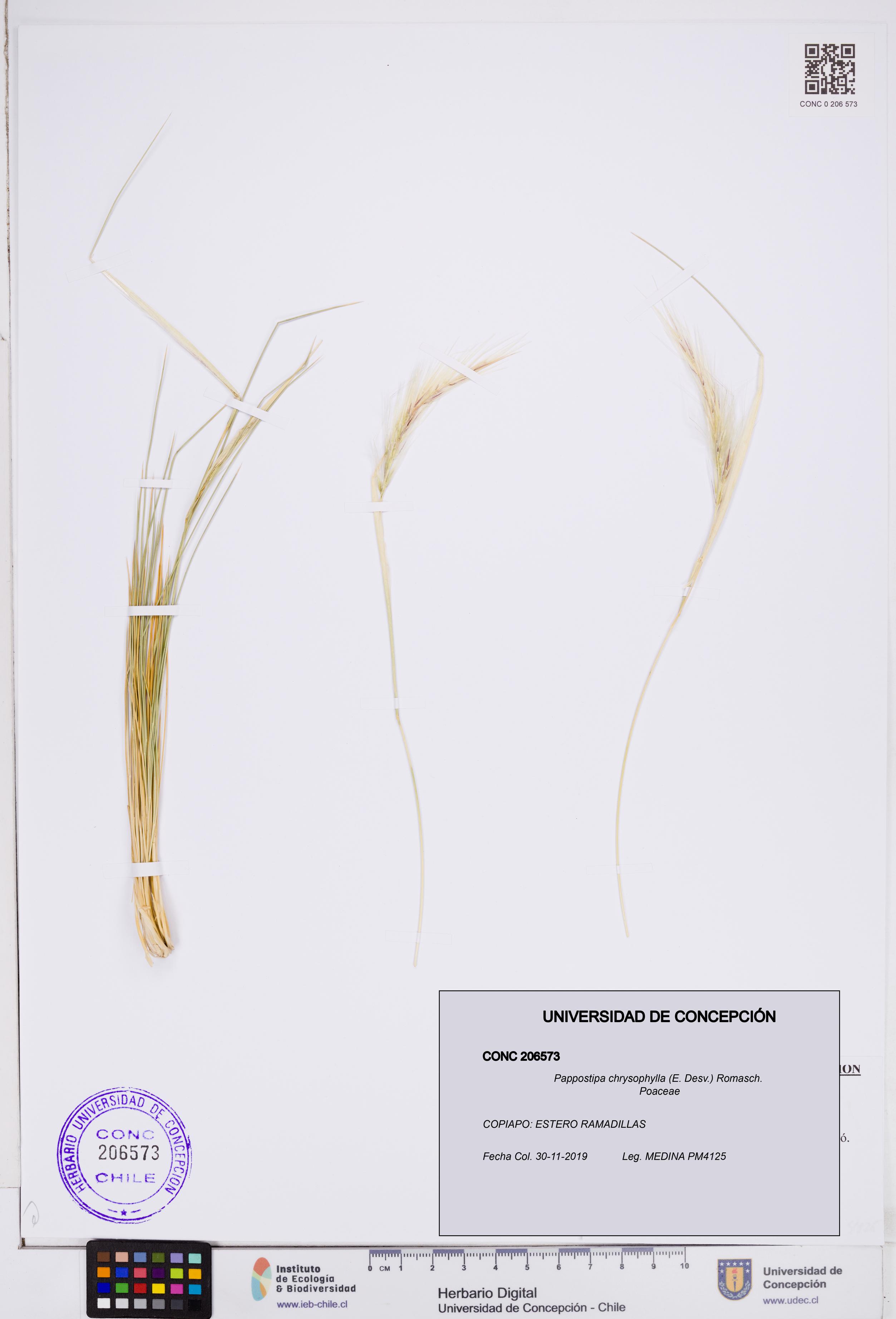 Pappostipa chrysophylla [Espécimen: ]