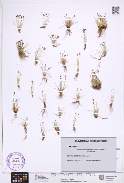 Eleocharis fuscopurpurea [Espécimen: ]