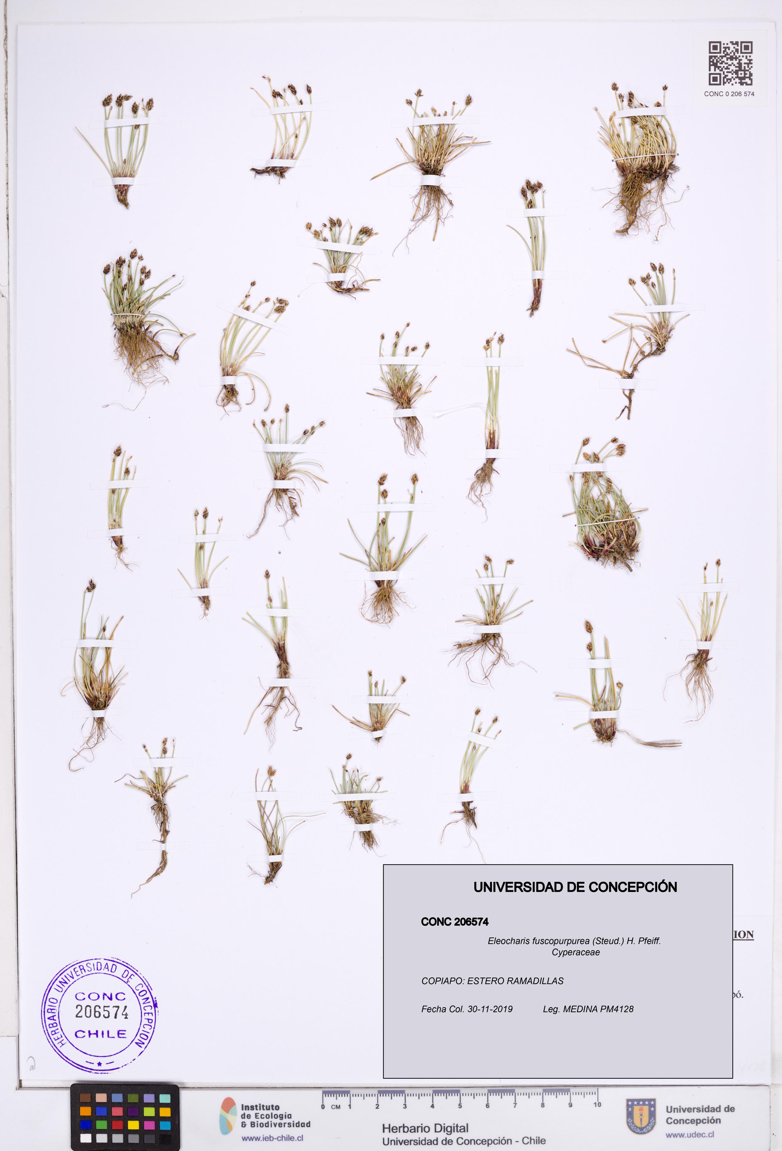 Eleocharis fuscopurpurea [Espécimen: ]