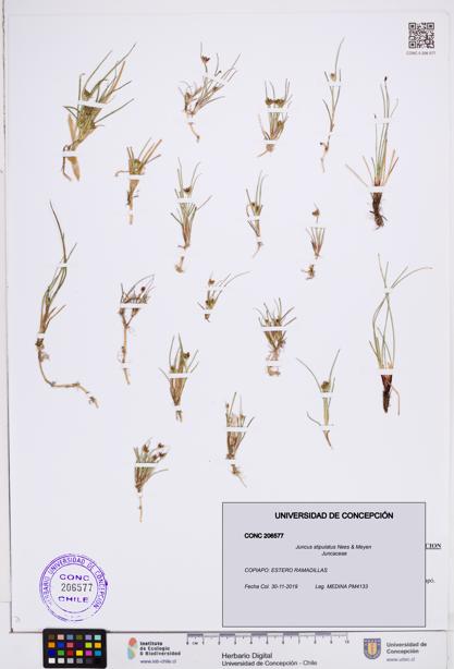 Juncus stipulatus [Espécimen: ]