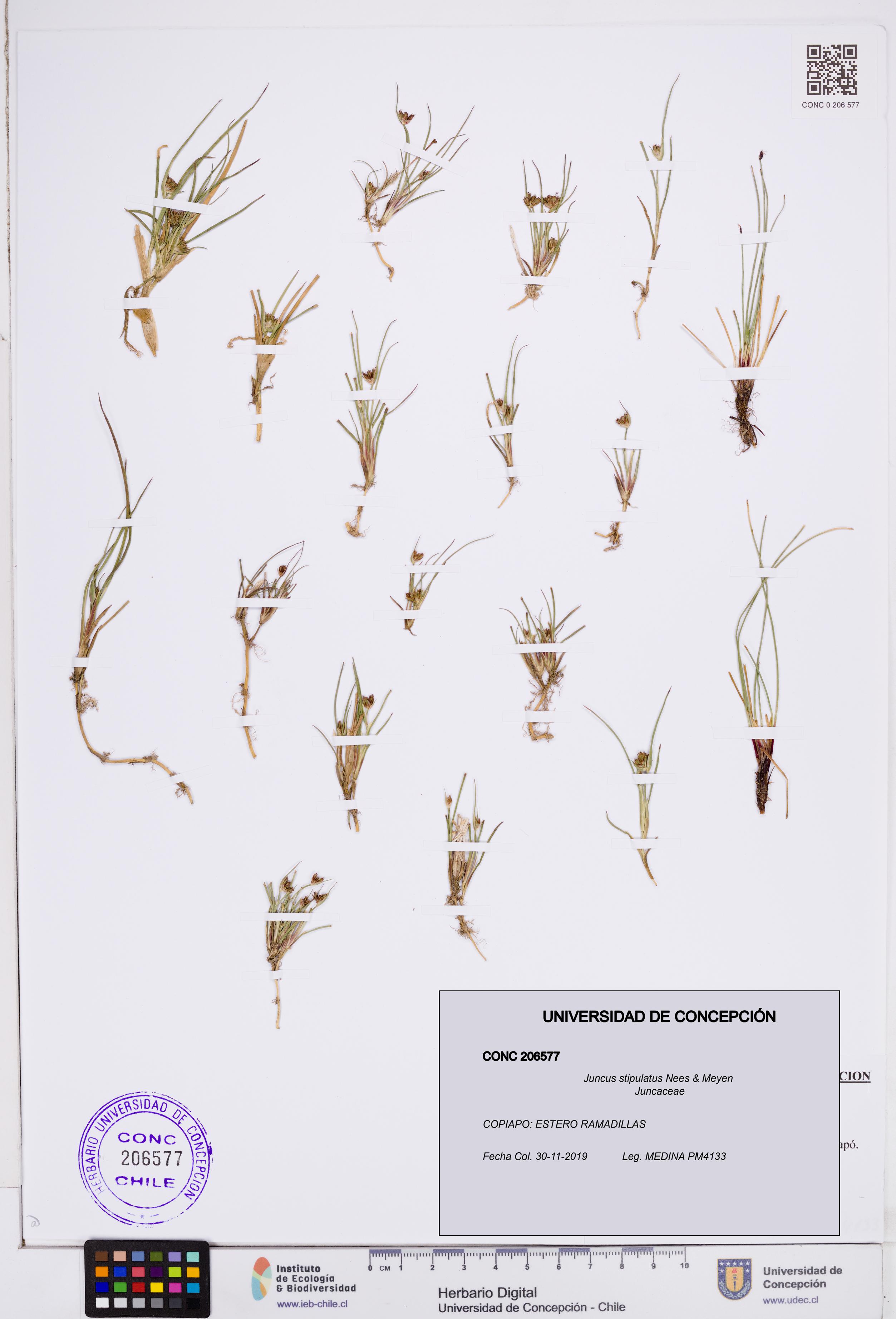 Juncus stipulatus [Espécimen: ]