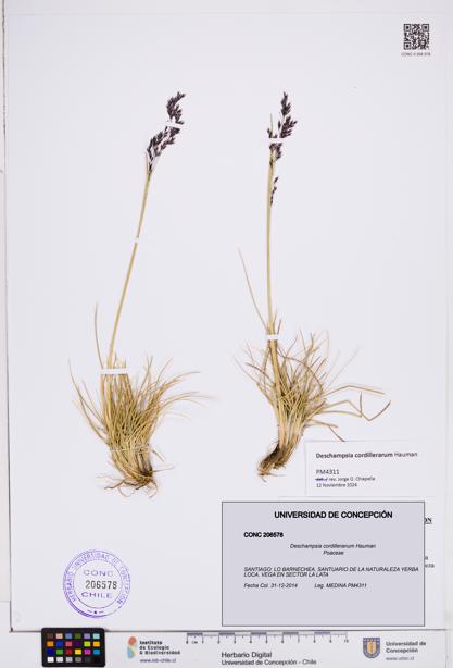 Deschampsia cordilleranum [Espécimen: ]