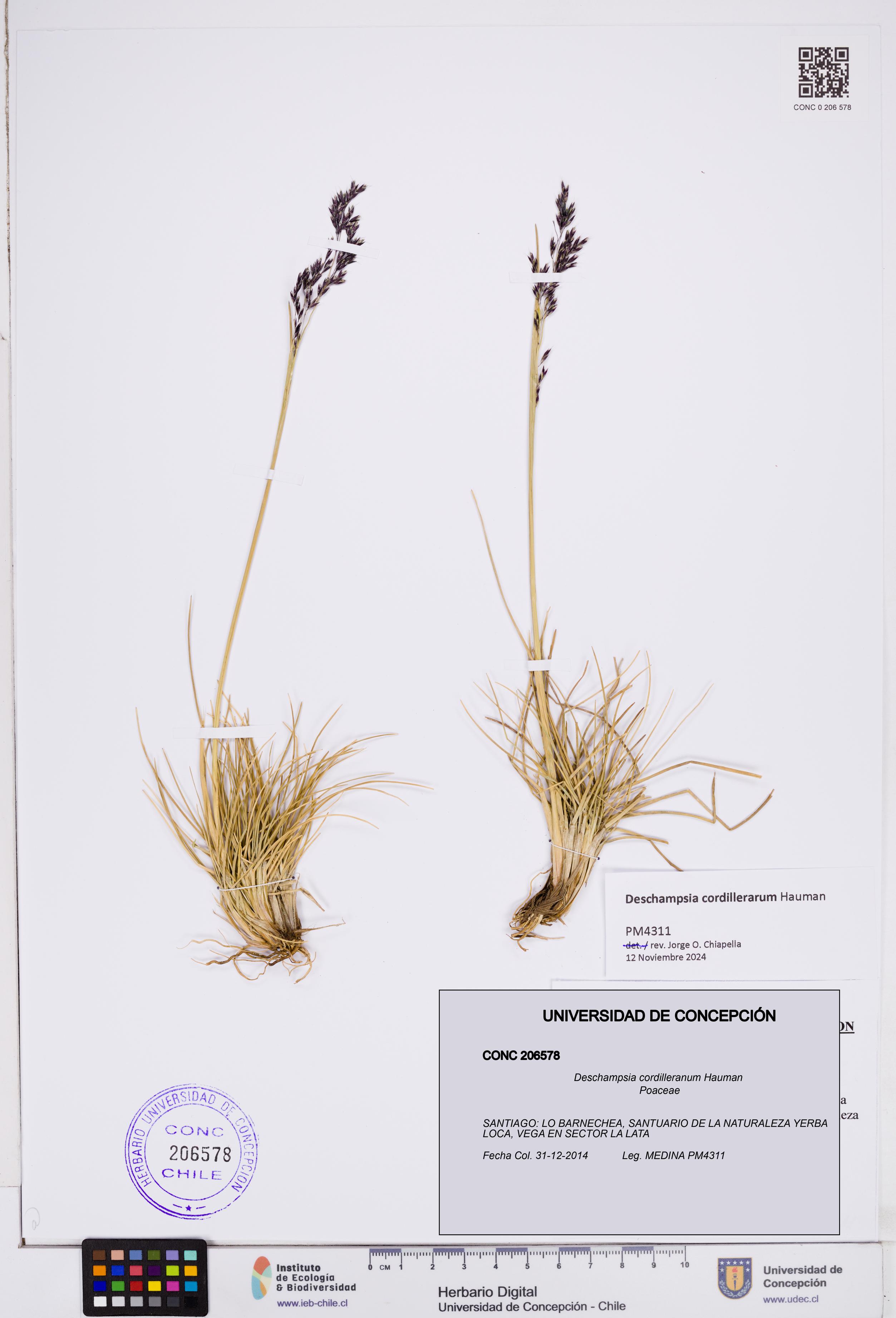 Deschampsia cordilleranum [Espécimen: ]