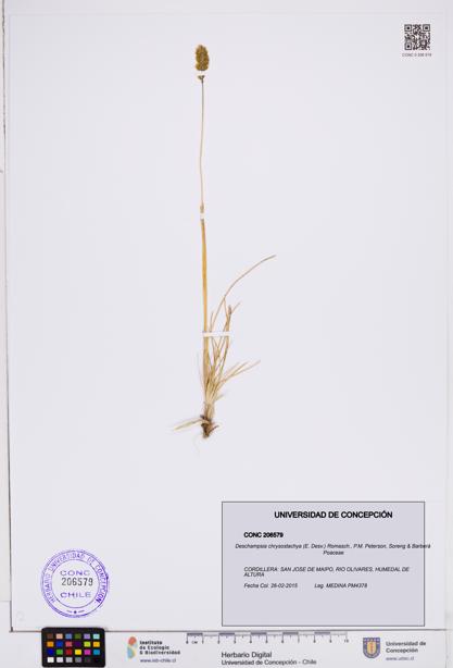 Deschampsia chrysostachya [Espécimen: ]