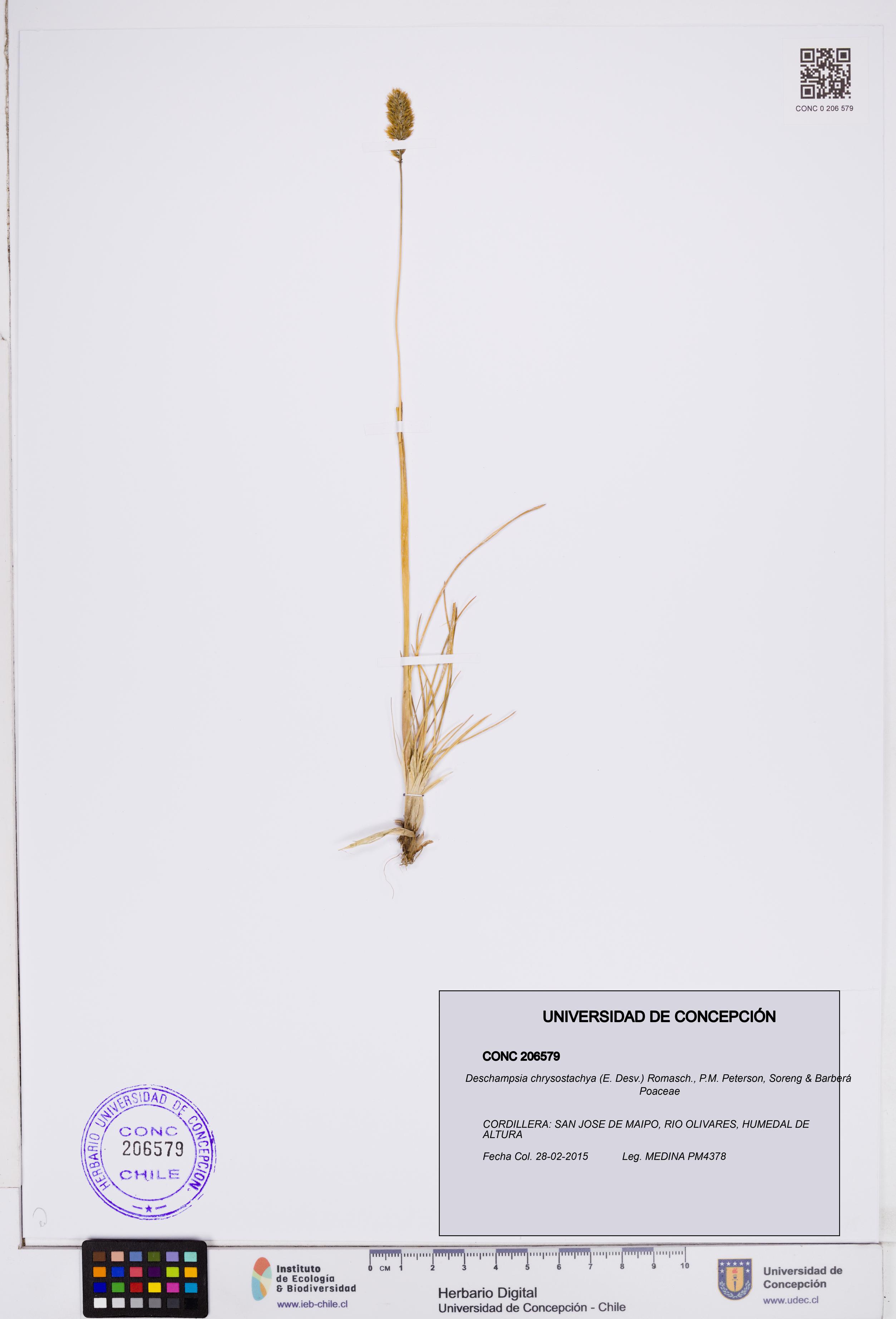 Deschampsia chrysostachya [Espécimen: ]