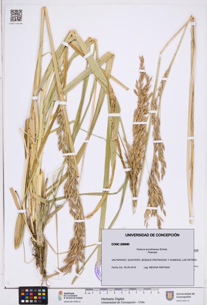 Festuca arundinacea [Espécimen: ]