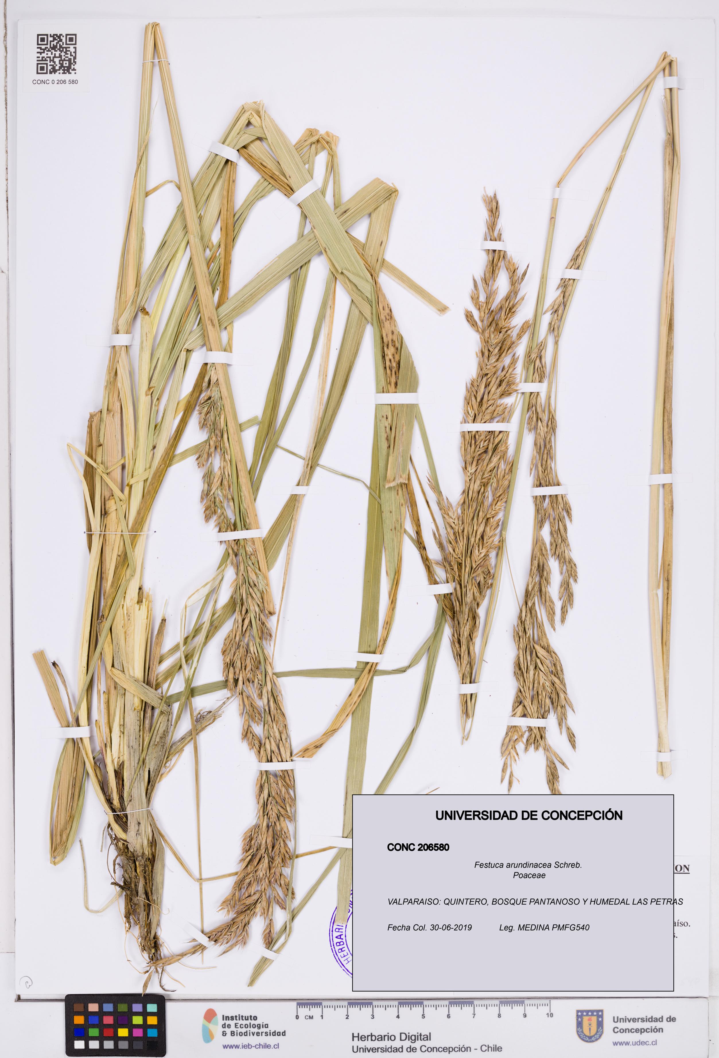 Festuca arundinacea [Espécimen: ]