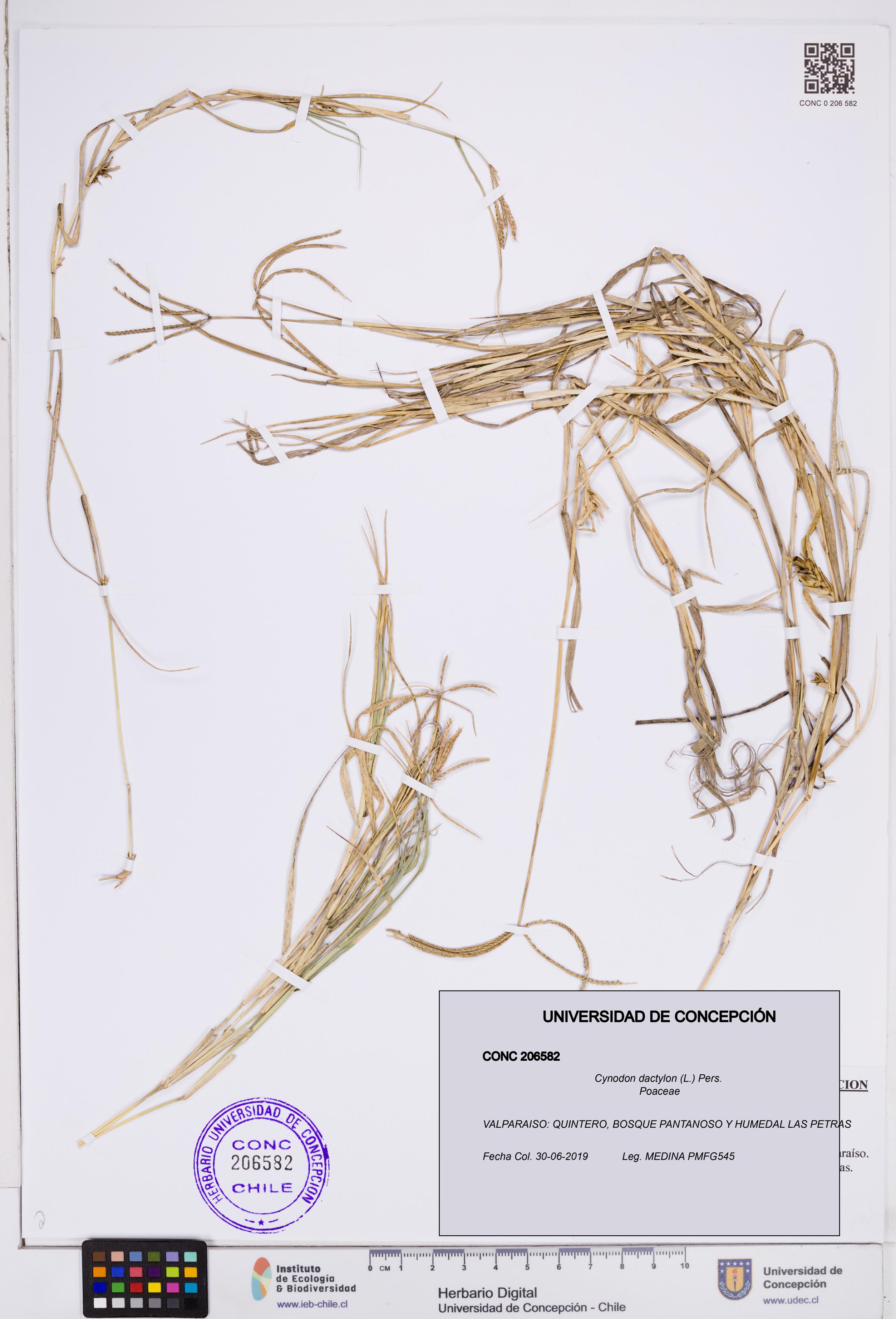 Cynodon dactylon [Espécimen: ]