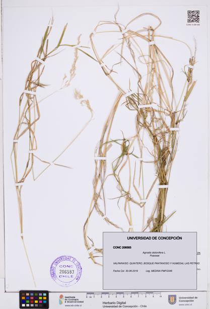 Agrostis stolonifera [Espécimen: ]