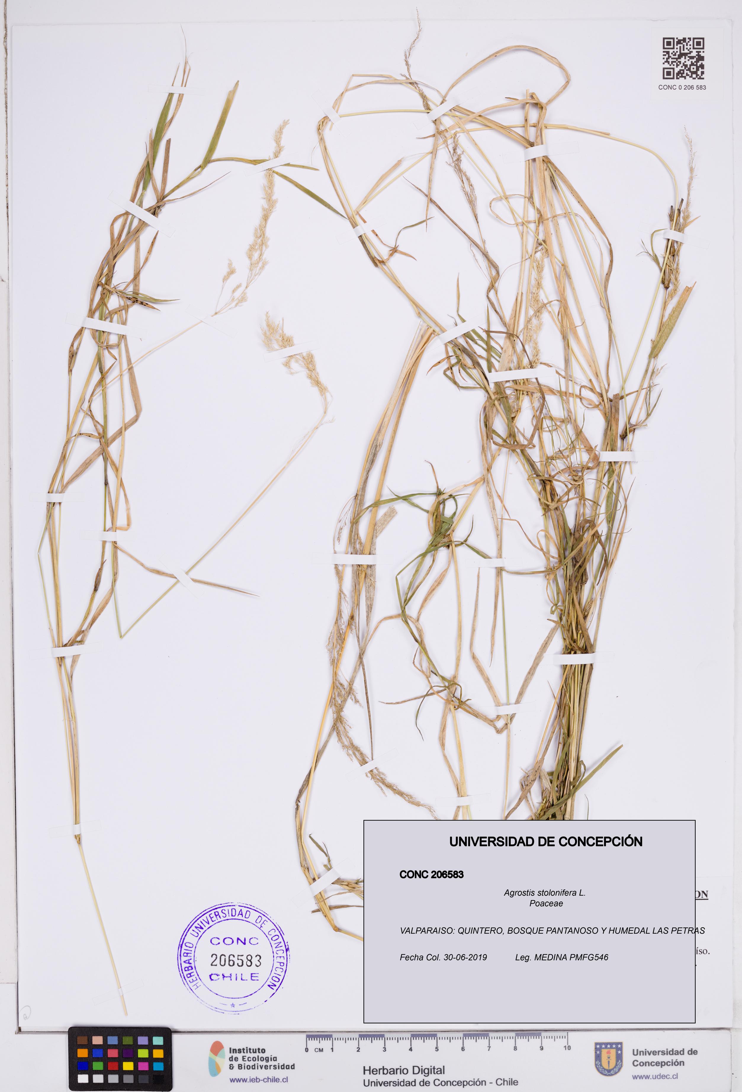 Agrostis stolonifera [Espécimen: ]