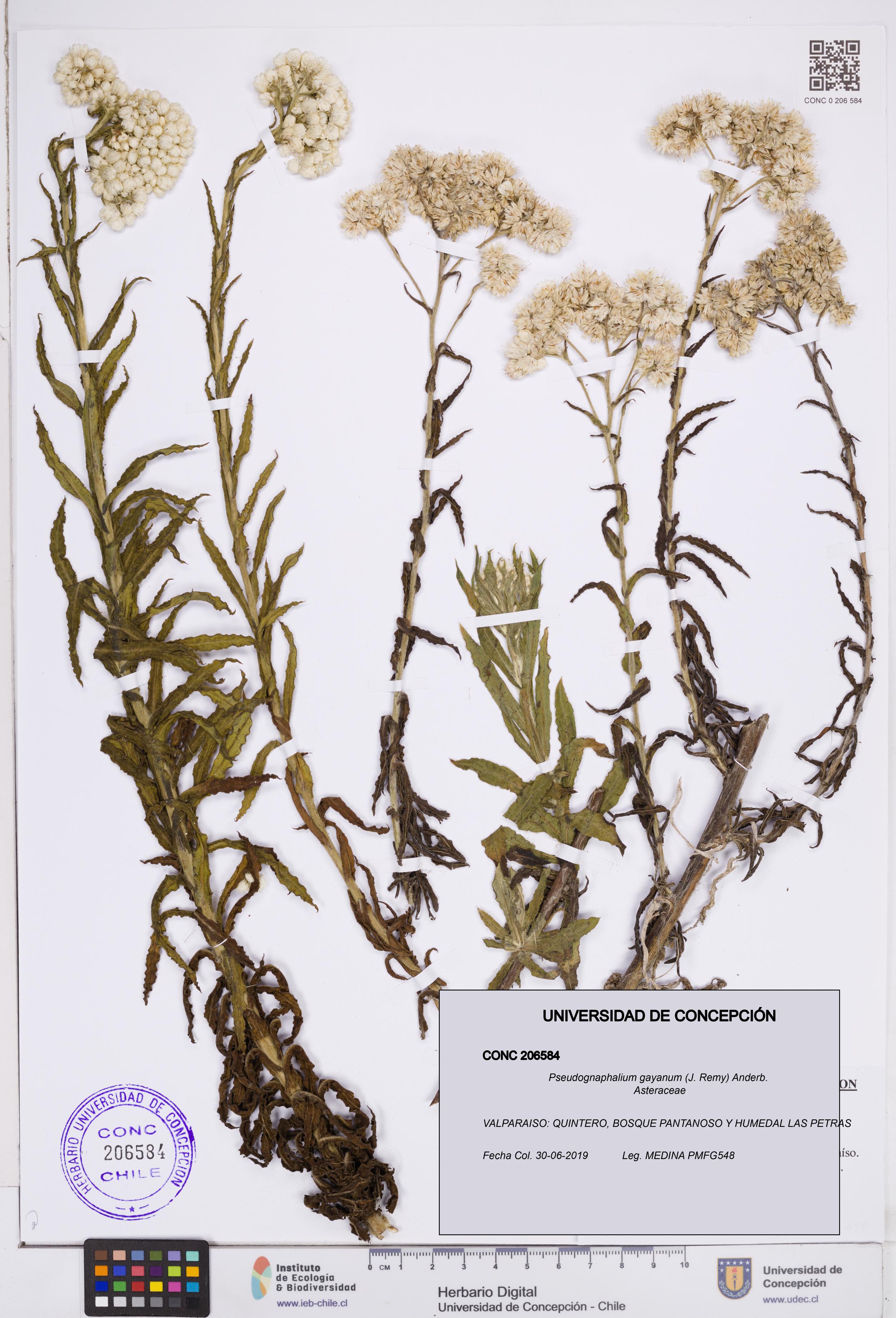 Pseudognaphalium gayanum [Espécimen: ]