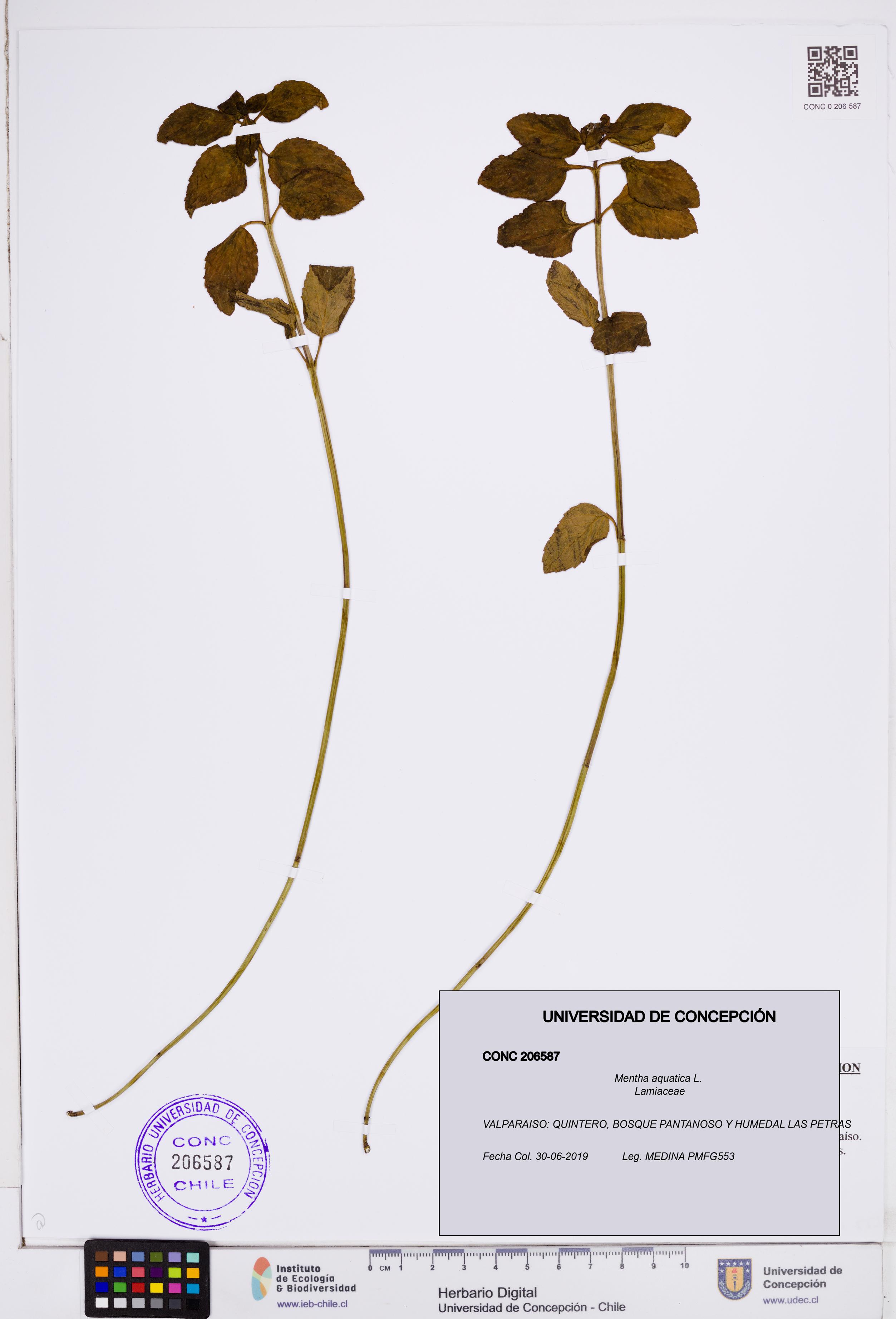 Mentha aquatica [Espécimen: ]