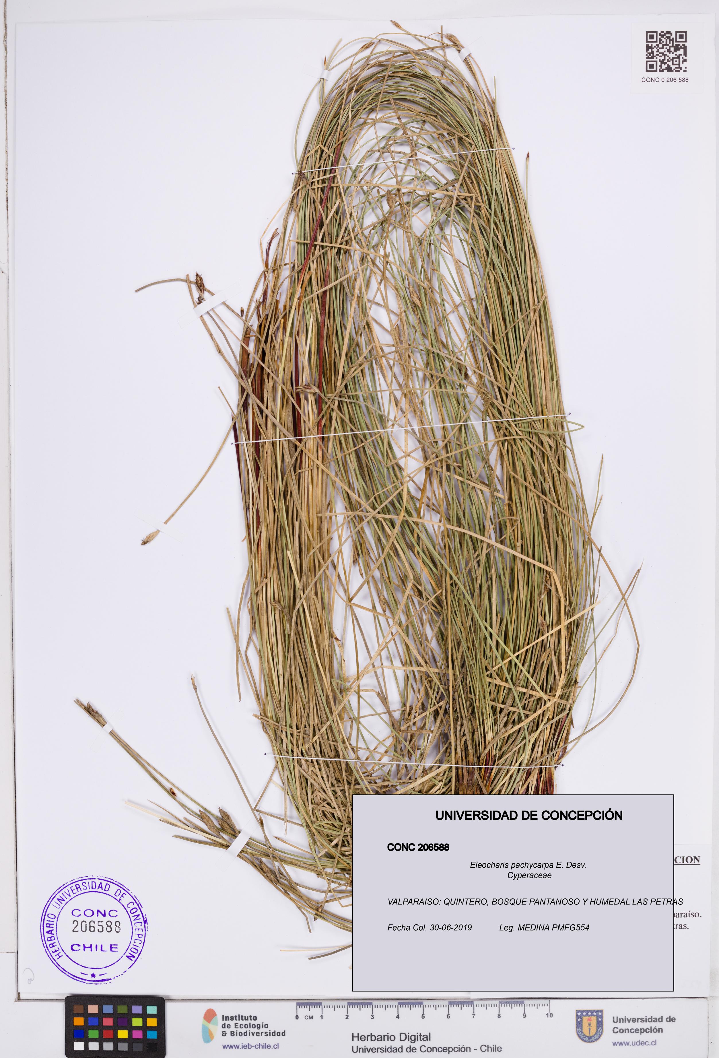 Eleocharis pachycarpa [Espécimen: ]