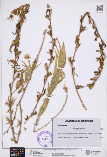 Oenothera picensis [Espécimen: ]