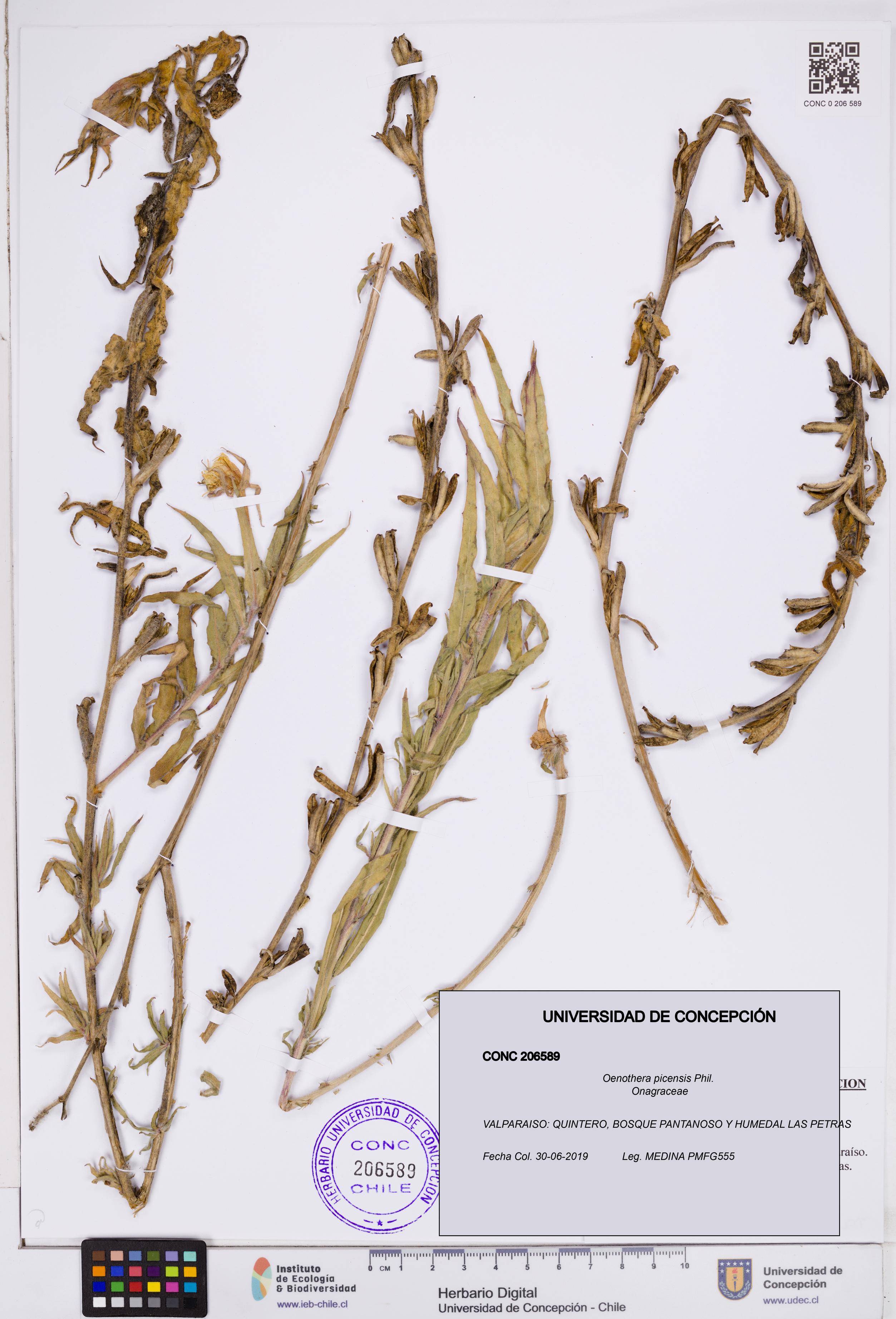 Oenothera picensis [Espécimen: ]