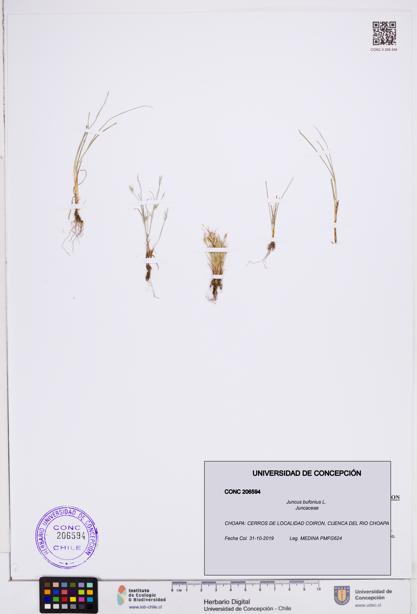 Juncus bufonius [Espécimen: ]