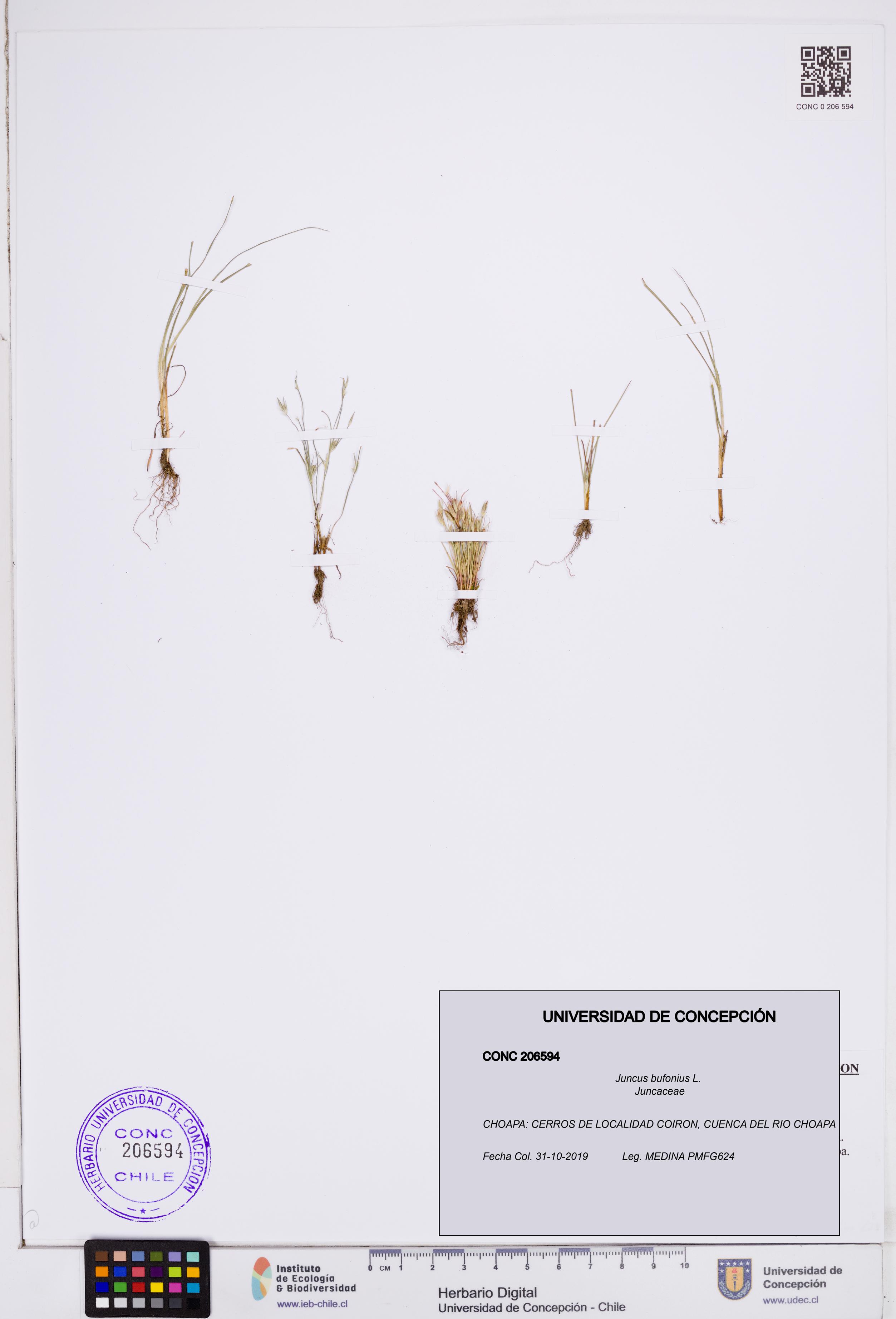 Juncus bufonius [Espécimen: ]