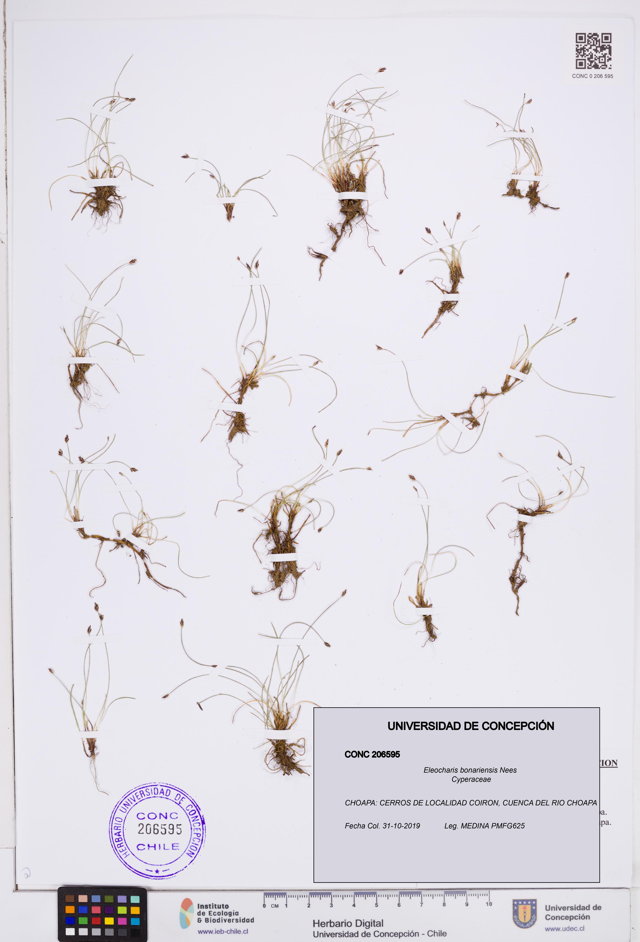 Eleocharis bonariensis [Espécimen: ]