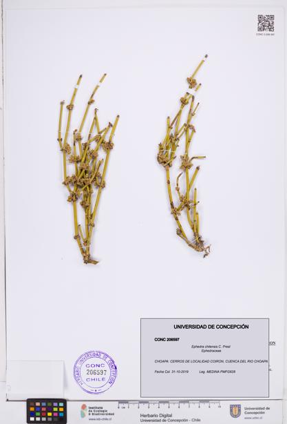 Ephedra chilensis [Espécimen: ]