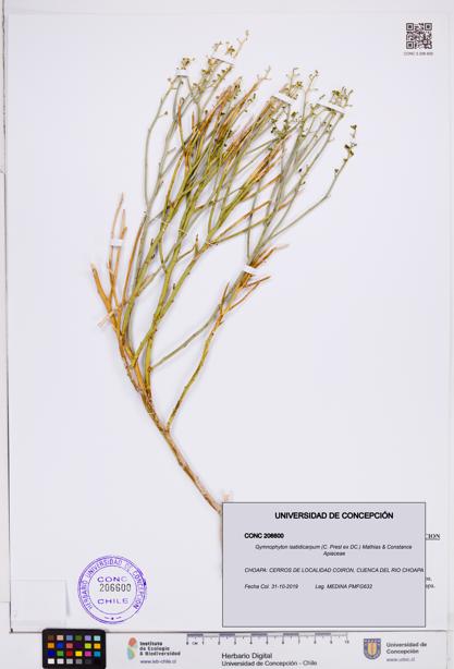 Gymnophyton isatidicarpum [Espécimen: ]