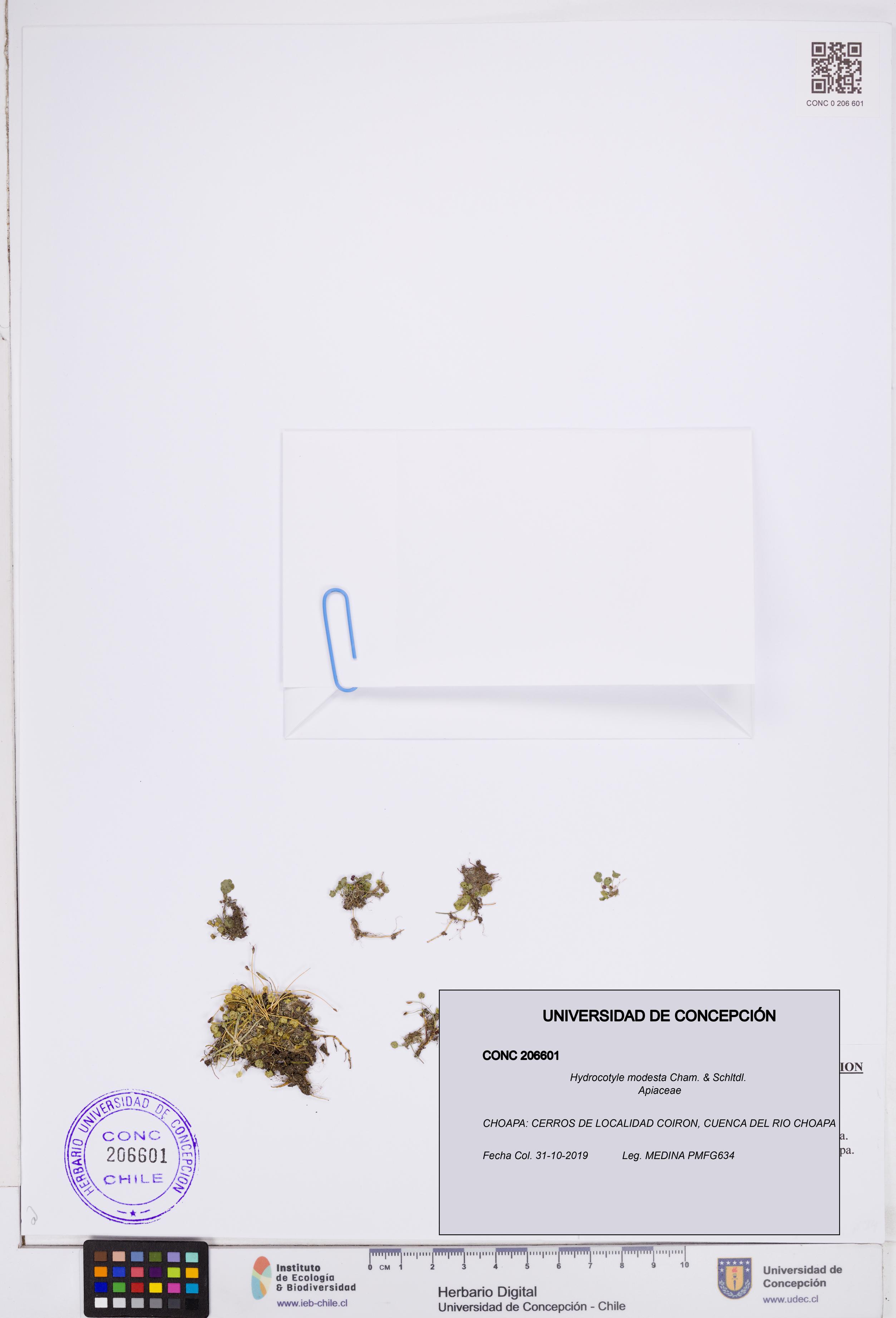 Hydrocotyle modesta [Espécimen: ]