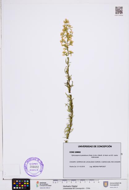 Ophryosporus paradoxus [Espécimen: ]