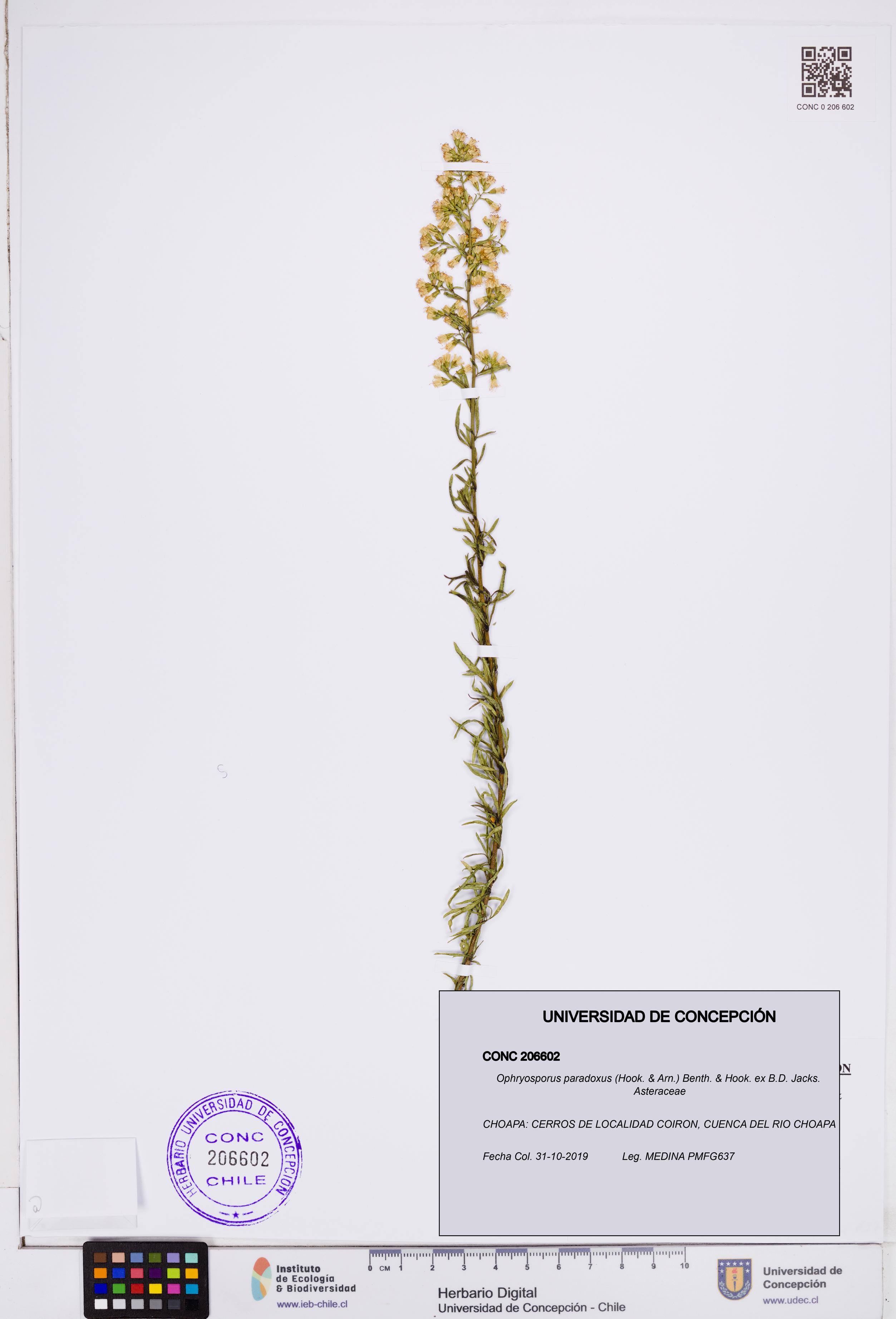 Ophryosporus paradoxus [Espécimen: ]