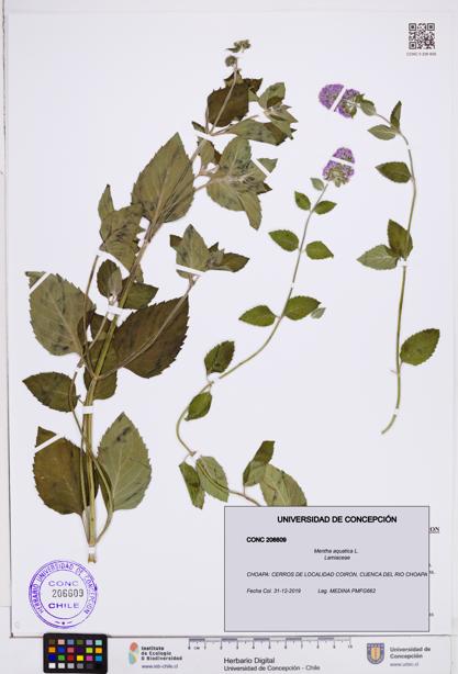 Mentha aquatica [Espécimen: ]