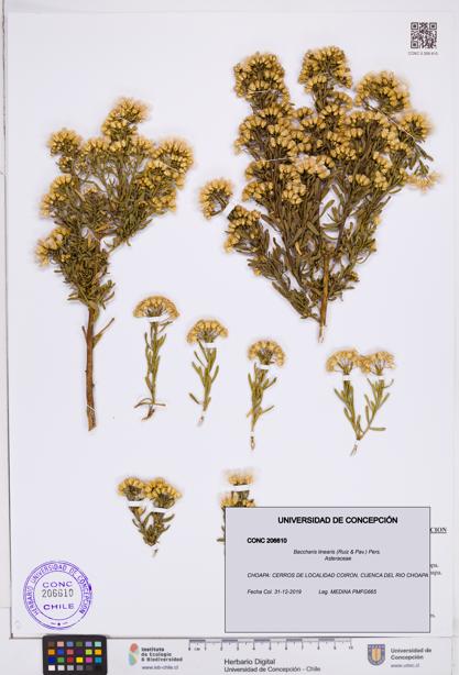 Baccharis linearis [Espécimen: ]