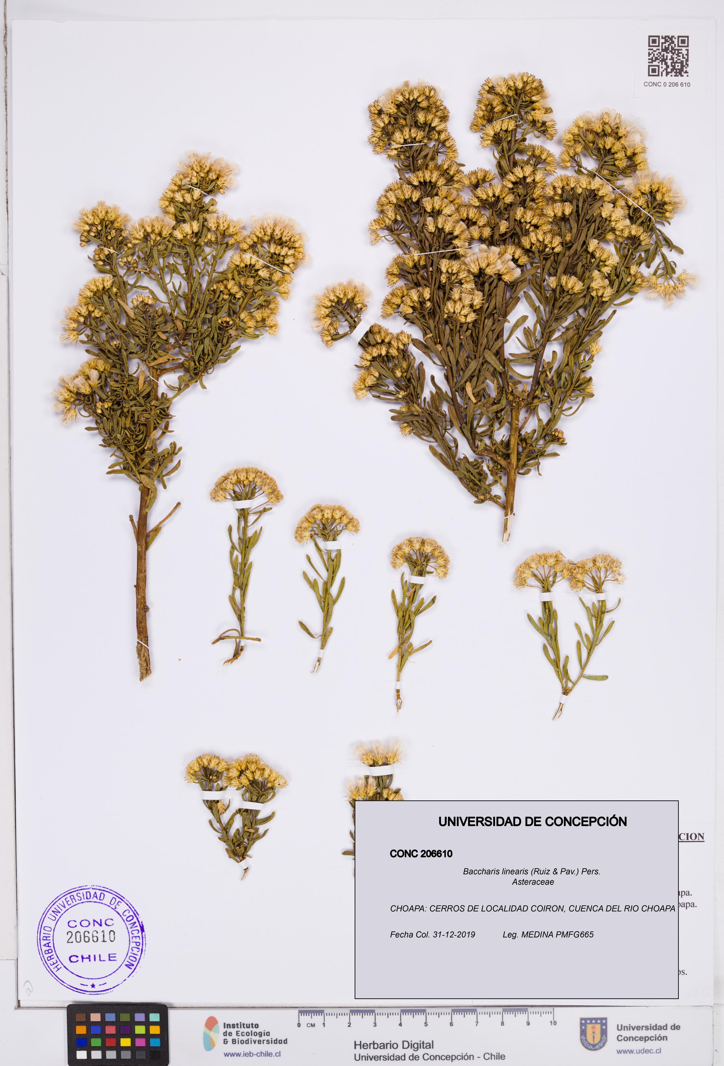 Baccharis linearis [Espécimen: ]