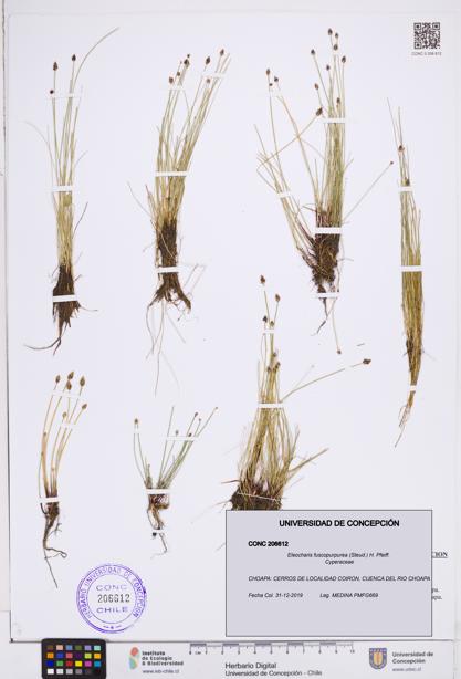 Eleocharis fuscopurpurea [Espécimen: ]