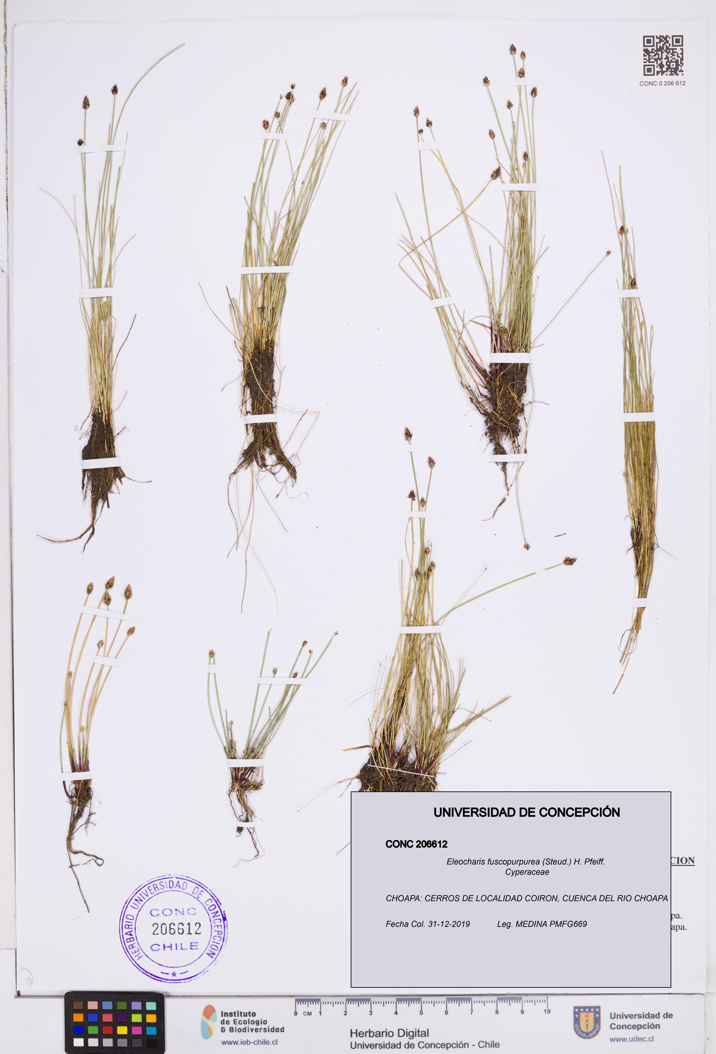 Eleocharis fuscopurpurea [Espécimen: ]