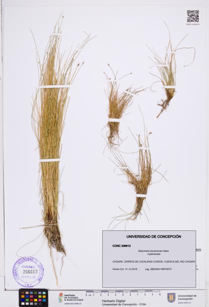 Eleocharis bonariensis [Espécimen: ]