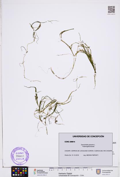 Zannichellia palustris [Espécimen: ]