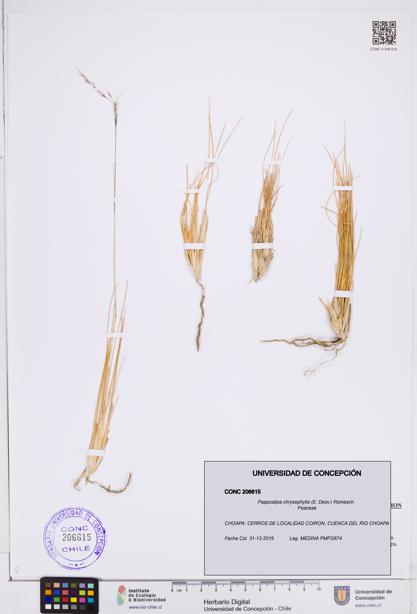 Pappostipa chrysophylla [Espécimen: ]