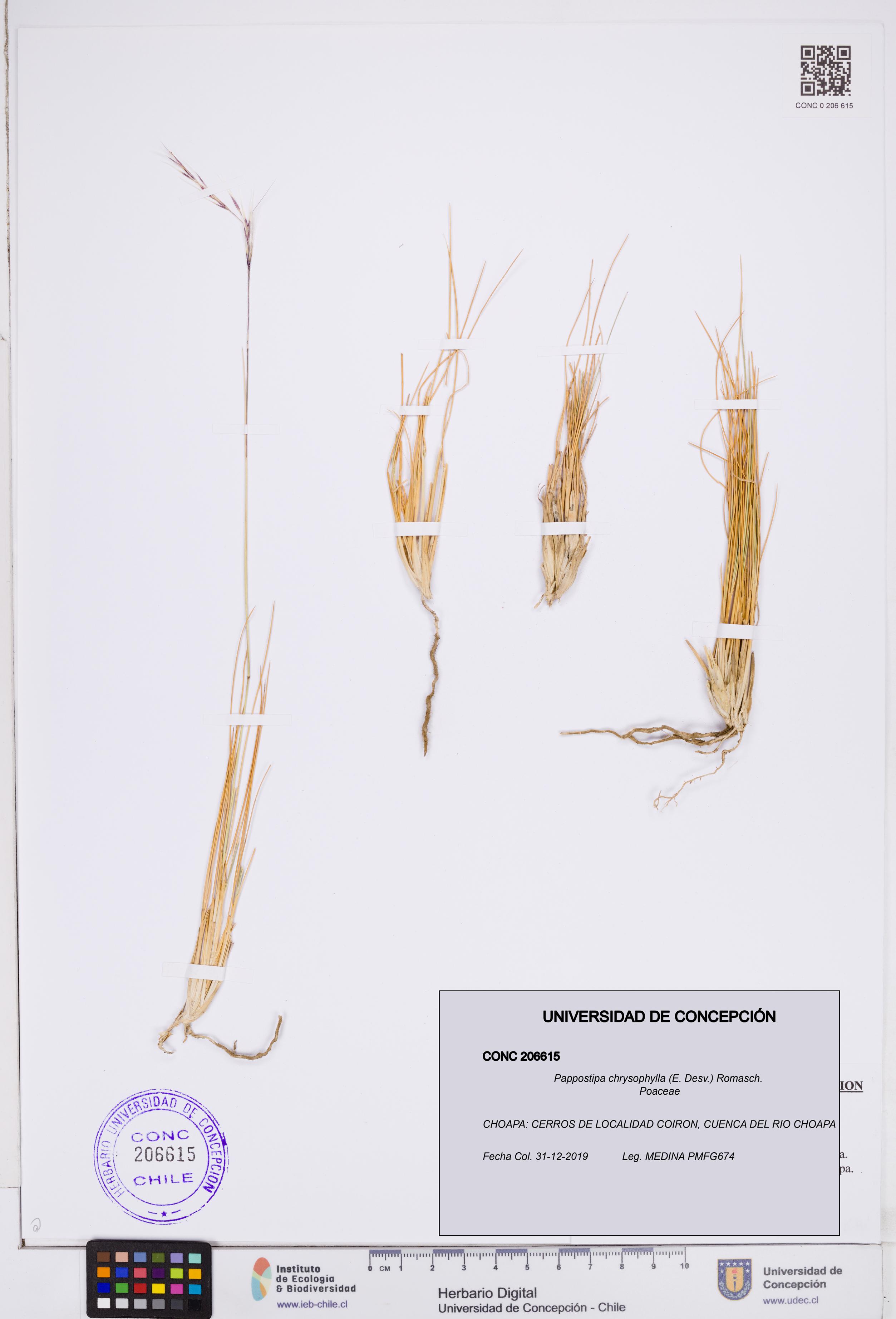 Pappostipa chrysophylla [Espécimen: ]