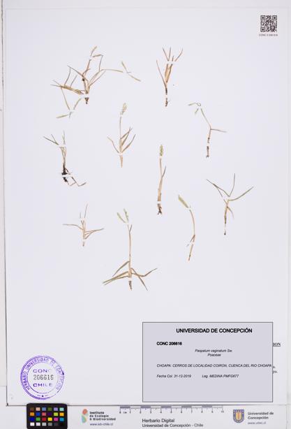 Paspalum vaginatum [Espécimen: ]