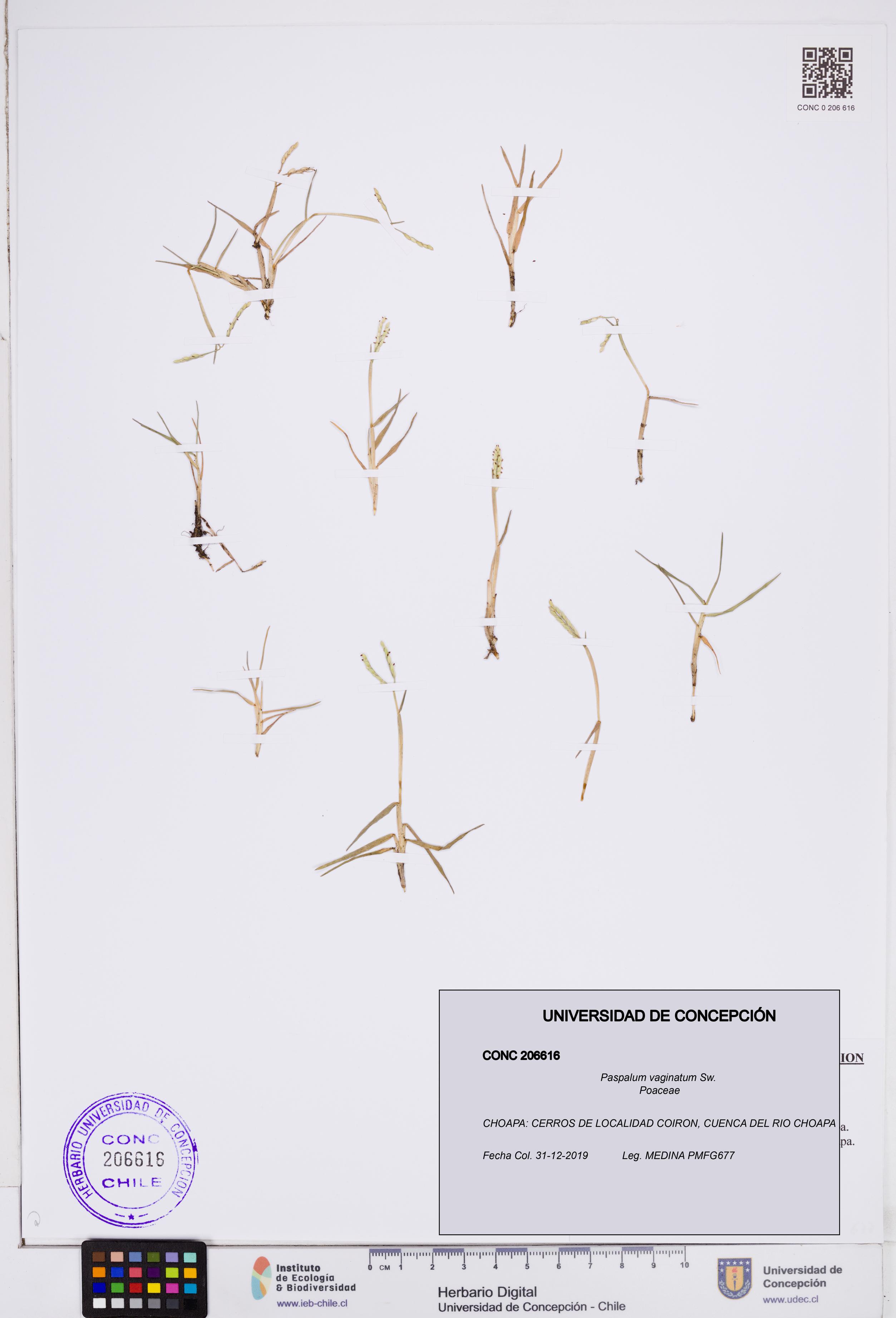 Paspalum vaginatum [Espécimen: ]