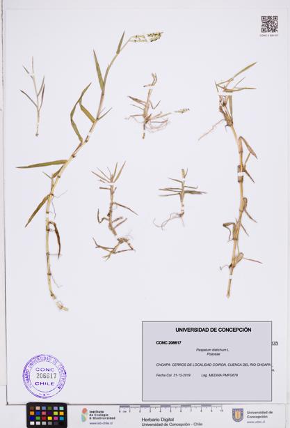Paspalum distichum [Espécimen: ]