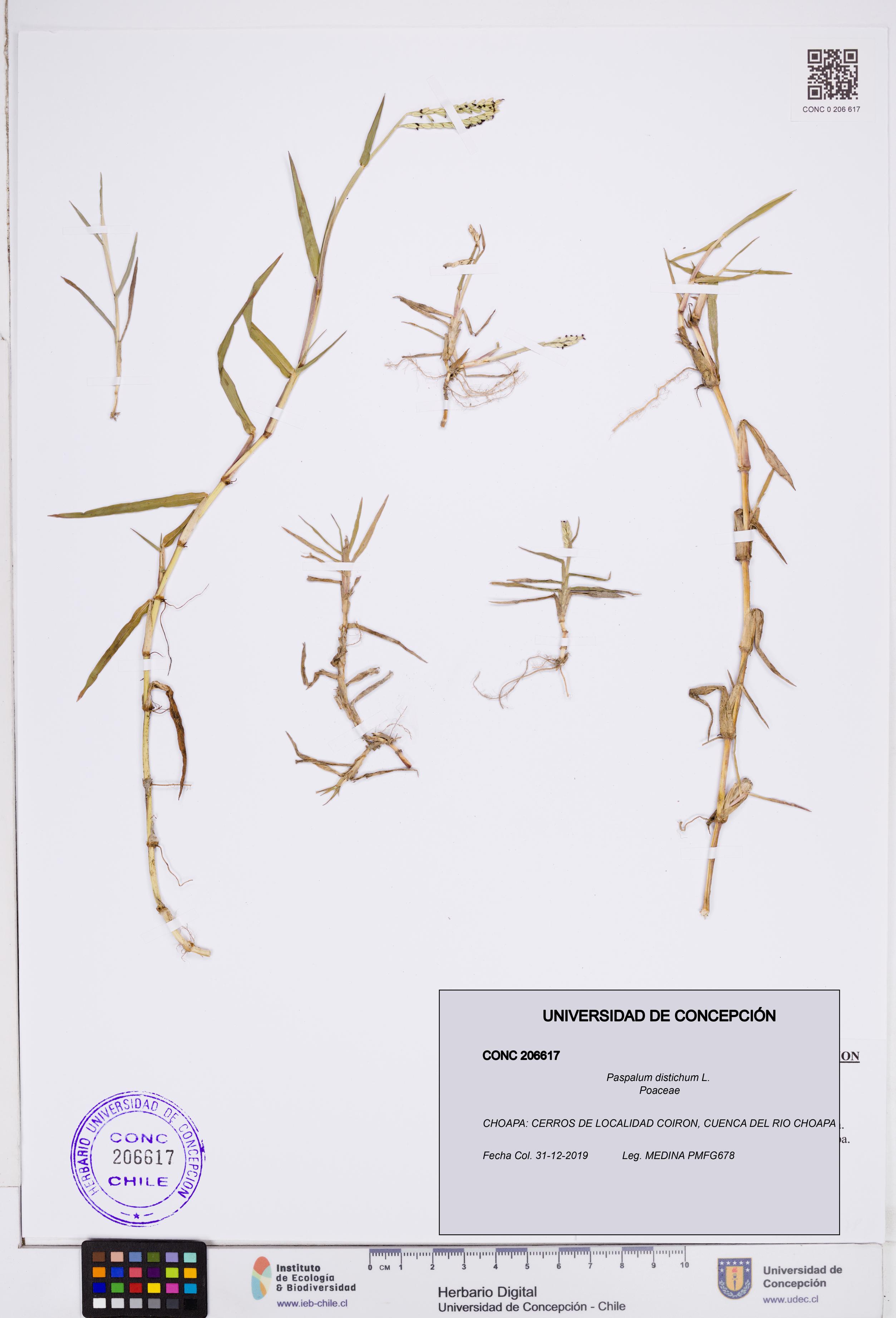 Paspalum distichum [Espécimen: ]