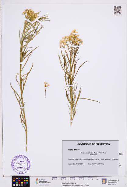 Baccharis salicifolia [Espécimen: ]